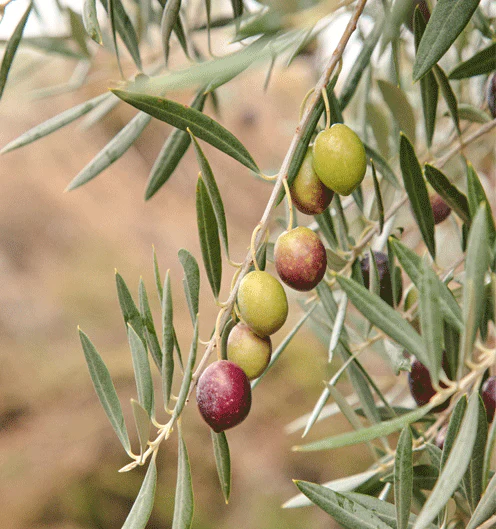 Graza olive oil brand logo